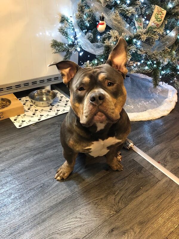 Blue tri male pocket bully for sale in Exeter, Devon