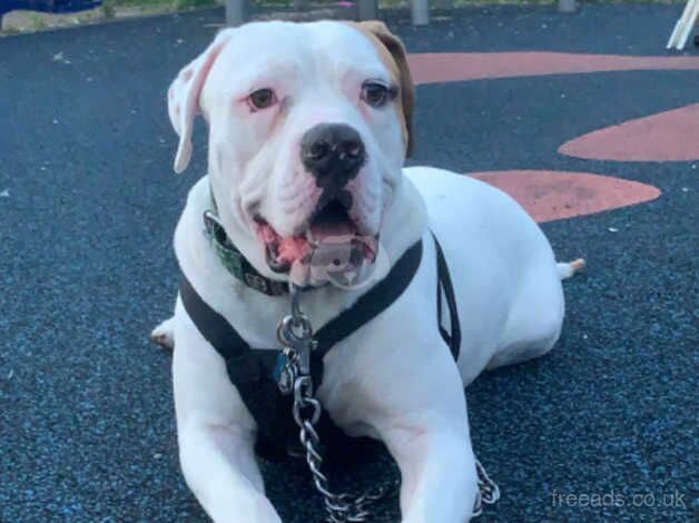 Bruno Scottish American bull dog for sale in Armagh - Image 1