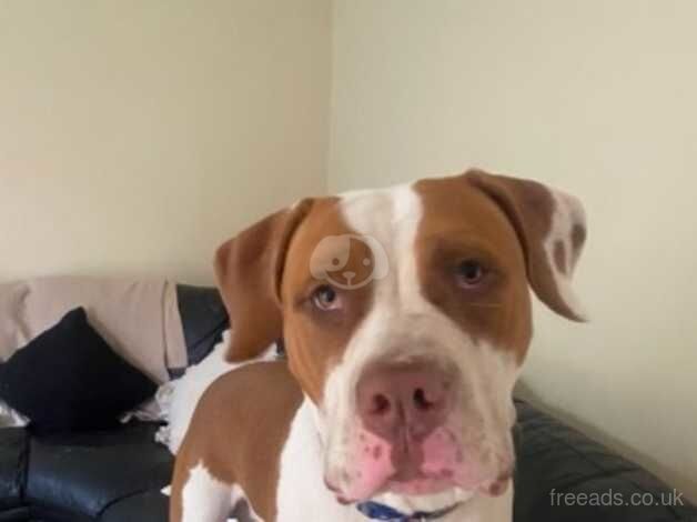 Bruno the sweetest 9 month old American bulldog. for sale in Kettering, Northamptonshire - Image 2