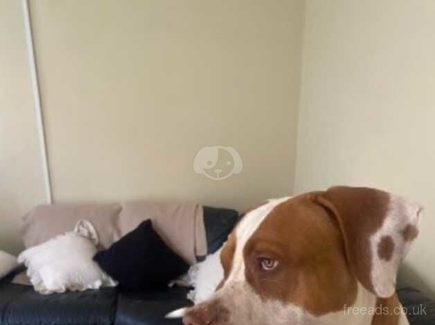 Bruno the sweetest 9 month old American bulldog. for sale in Kettering, Northamptonshire - Image 3