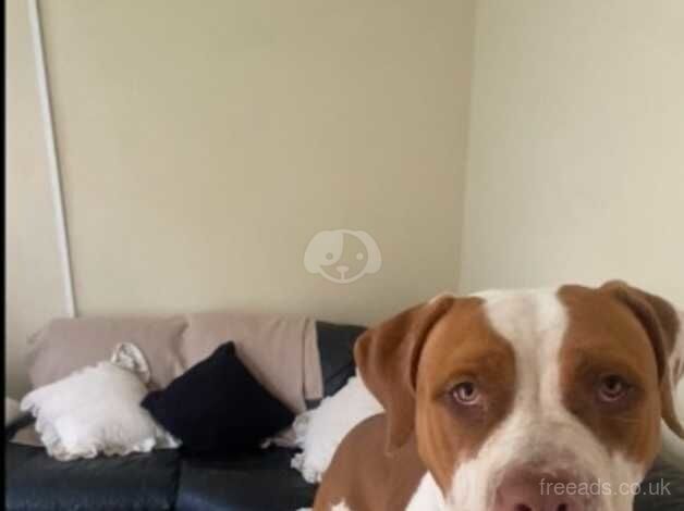 Bruno the sweetest 9 month old American bulldog. for sale in Kettering, Northamptonshire - Image 4