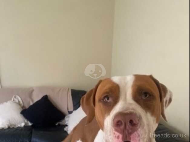 Bruno the sweetest 9 month old American bulldog. for sale in Kettering, Northamptonshire - Image 5