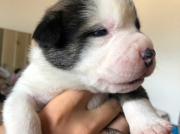 Bulldog cross Akita puppies for sale in Tonbridge, Kent