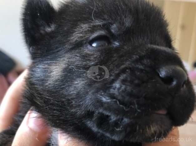 Bulldog cross Akita puppies for sale in Tonbridge, Kent - Image 2