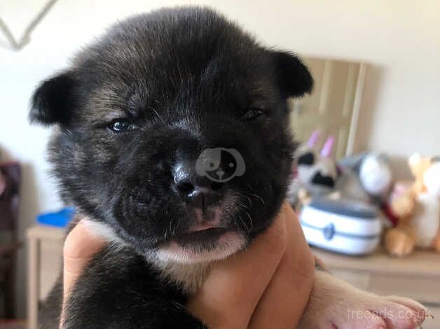 Bulldog cross Akita puppies for sale in Tonbridge, Kent - Image 3