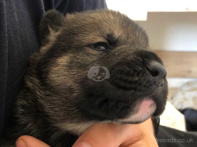 Bulldog cross Akita puppies for sale in Tonbridge, Kent - Image 4