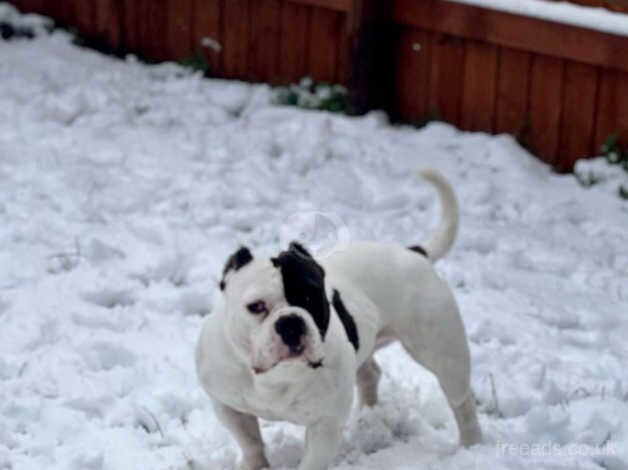 BULLIES READY TO LEAVE for sale in Leeds, West Yorkshire