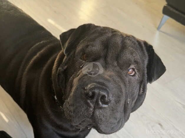 Bullpei for sale in Burnham-On-Crouch, Essex - Image 2