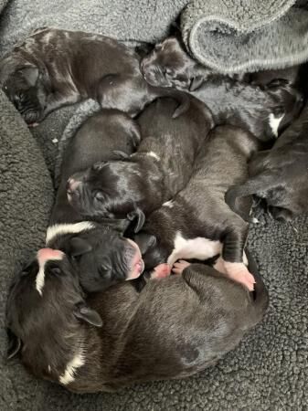 Bully Kutta x American Bulldog Puppies - Ready September for sale in Birmingham, West Midlands - Image 2