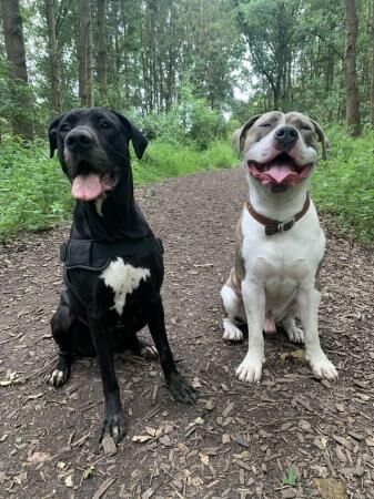 Bully Kutta x American Bulldog Puppies - Ready September for sale in Birmingham, West Midlands - Image 3