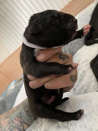 Bully Kutta x American Bulldog Puppies - Ready September for sale in Birmingham, West Midlands - Image 4