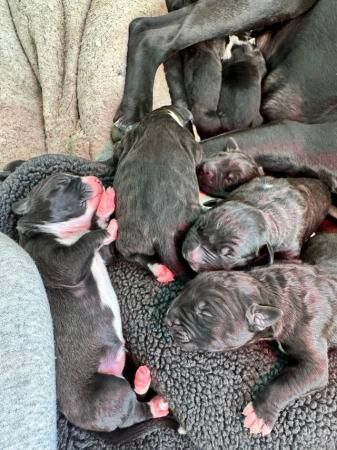 Bully Kutta x American Bulldog Puppies - Ready September for sale in Birmingham, West Midlands - Image 5