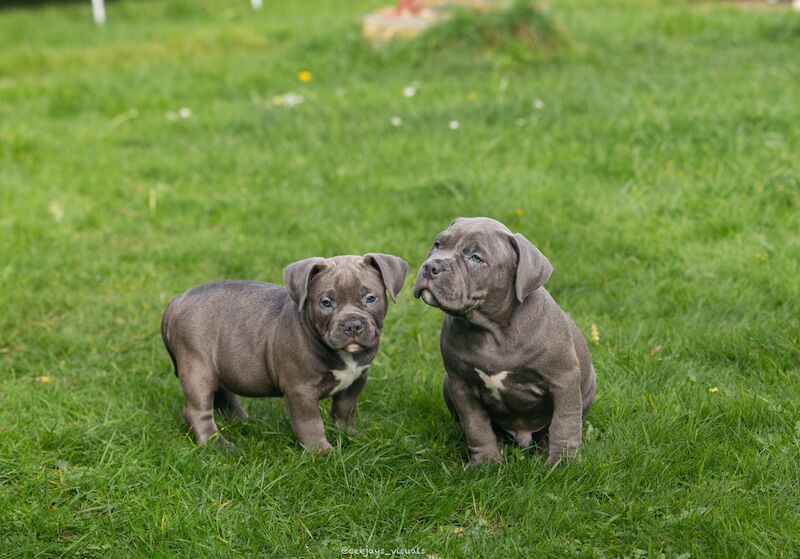 CHAMPION MICRO BULLIES for sale in Nottingham, Nottinghamshire