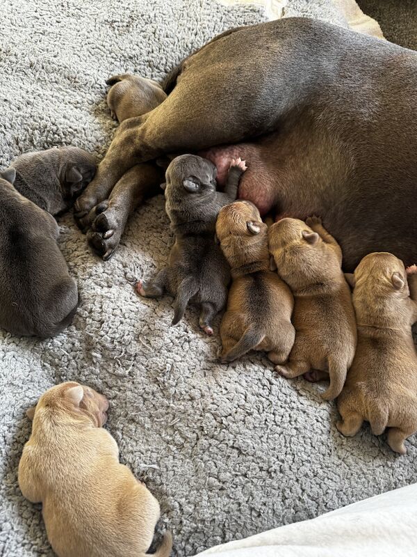 CHAMPION MICRO BULLIES for sale in Nottingham, Nottinghamshire - Image 2