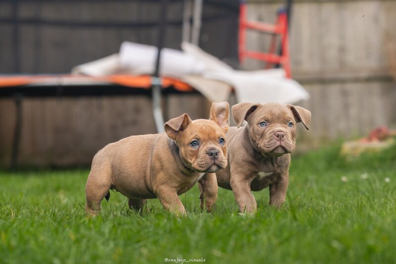 CHAMPION MICRO BULLIES for sale in Nottingham, Nottinghamshire - Image 3