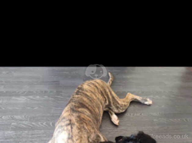 Chance, American bulldog x Dutch shepard for sale in Royal Tunbridge Wells, Kent - Image 3