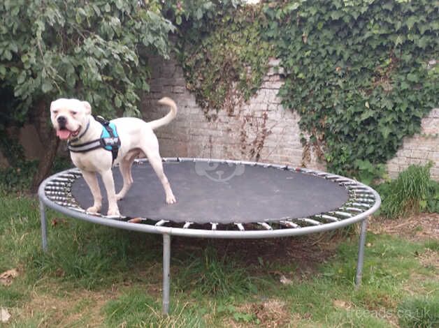 Dog re-homing for sale in Ardleigh Green, Havering, Greater London