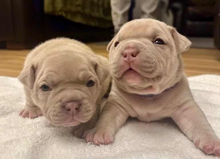 Exotic micro bullys / bulldog puppy for sale in Glasgow, Glasgow City