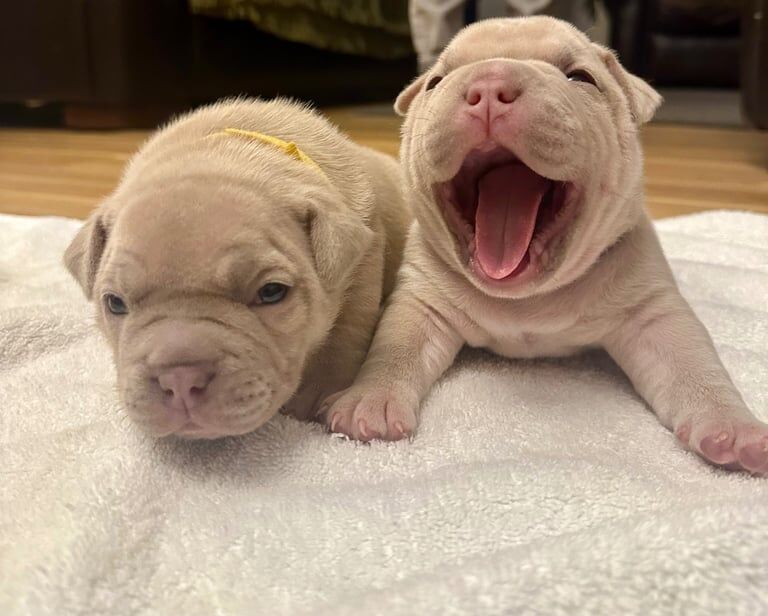 Exotic micro bullys / bulldog puppy for sale in Glasgow, Glasgow City - Image 2