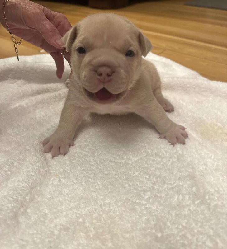 Exotic micro bullys / bulldog puppy for sale in Glasgow, Glasgow City - Image 3