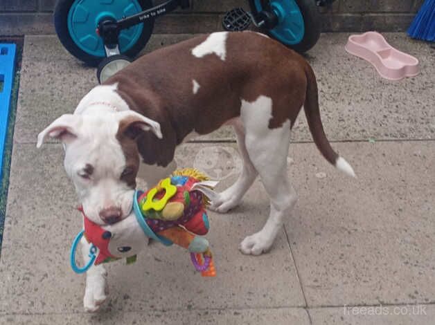 Female 7 months old for sale in Telford, Shropshire