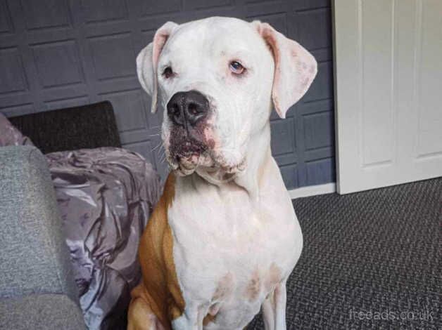 FEMALE AMERICAN BULLDOG for sale in Barnsley, South Yorkshire