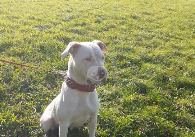 Female American bulldog for sale in Birmingham, West Midlands - Image 2