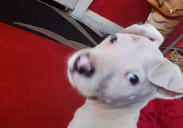 Female American bulldog for sale in Birmingham, West Midlands