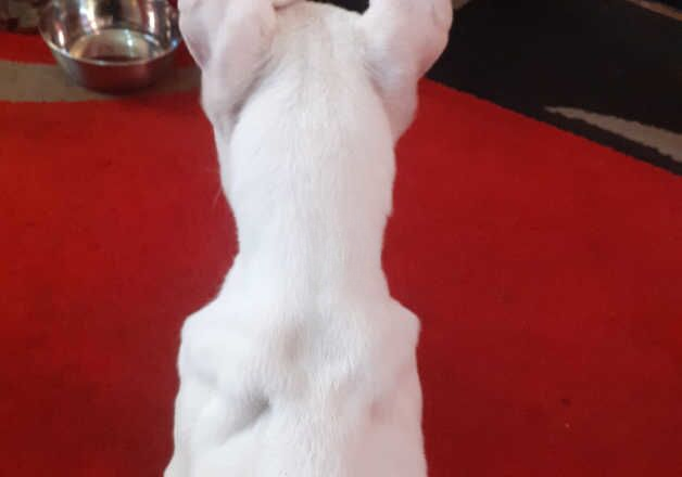 Female American bulldog for sale in Birmingham, West Midlands - Image 2