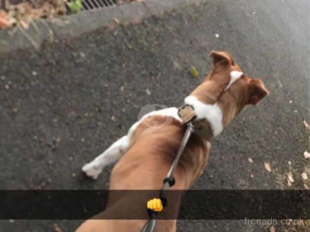 female american bulldog for sale in Middlesbrough, North Yorkshire