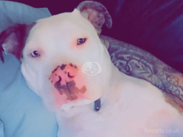 Female American bulldog. for sale in Nuneaton, Warwickshire