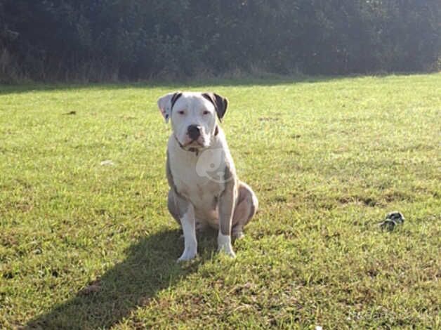 Female american bulldog for sale in Stoke-on-Trent, Staffordshire