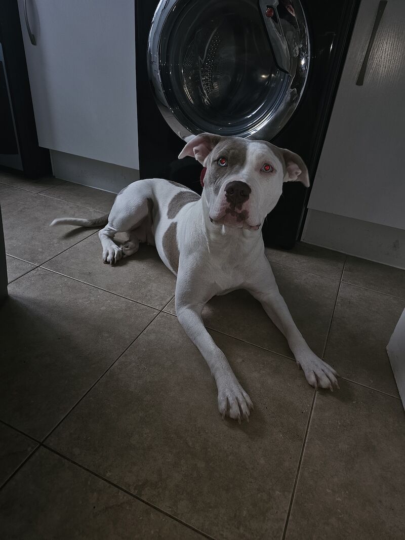 Female American bulldog x standard bully for sale in Whitechapel, City of London, Greater London - Image 1