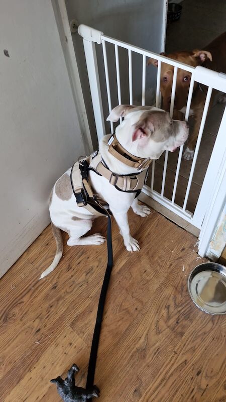 Female American bulldog x standard bully for sale in Whitechapel, City of London, Greater London - Image 2