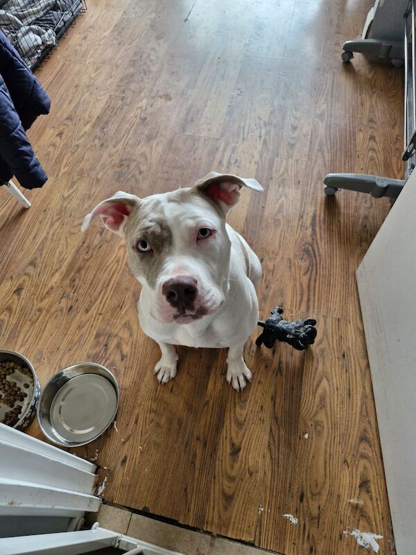 Female American bulldog x standard bully for sale in Whitechapel, City of London, Greater London - Image 3