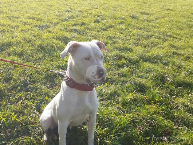 American Bully Puppies for sale in West Midlands