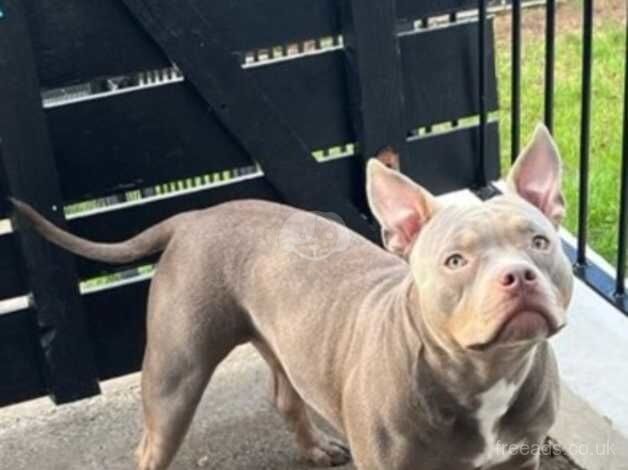 Female pocket bully for sale in Lisburn