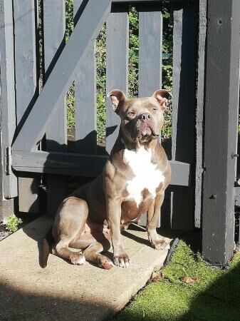 Female Staff x American Bully for sale in Arnold, Nottinghamshire - Image 1