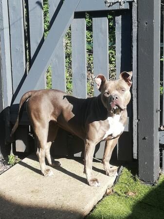 Female Staff x American Bully for sale in Arnold, Nottinghamshire - Image 4
