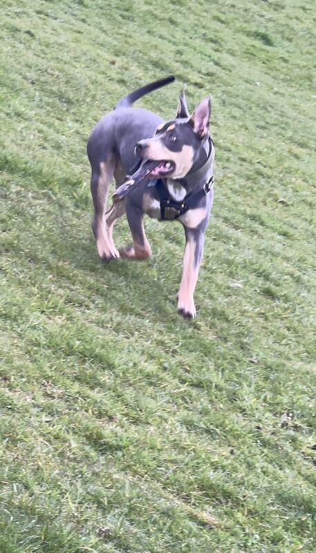 Female XL bully for sale in Blackburn, Lancashire - Image 4