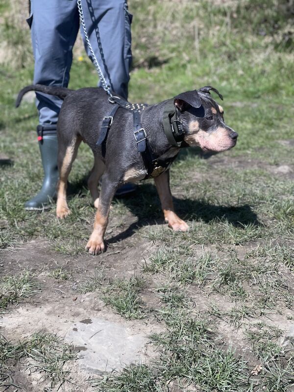 Female XL bully for sale in Blackburn, Lancashire - Image 5