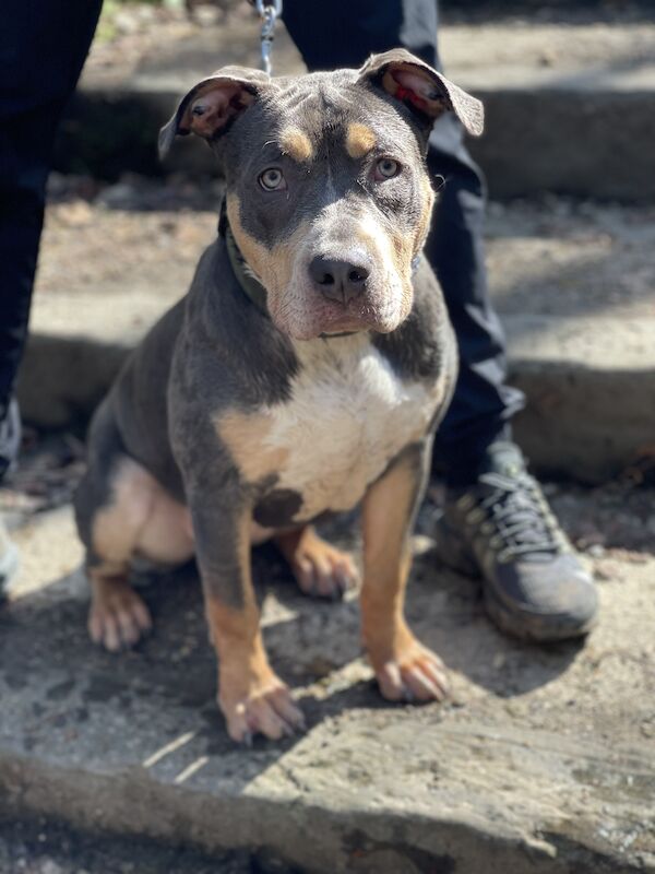 Female XL bully for sale in Blackburn, Lancashire - Image 6