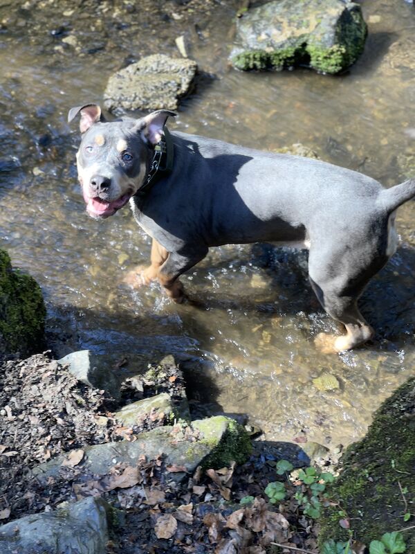 Female XL bully for sale in Blackburn, Lancashire - Image 7