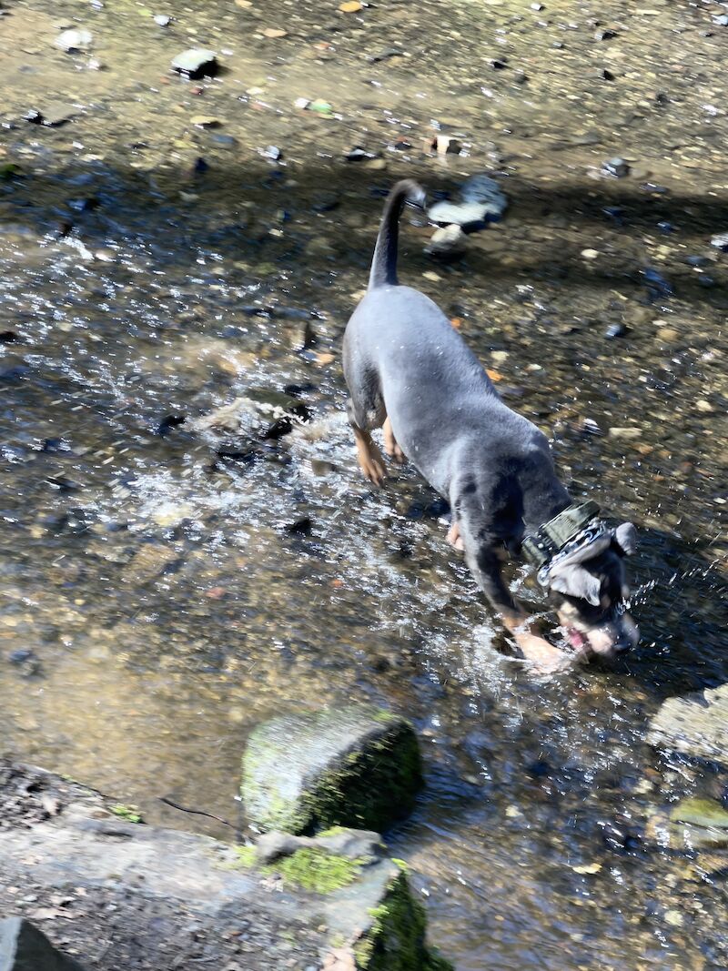 Female XL bully for sale in Blackburn, Lancashire - Image 8