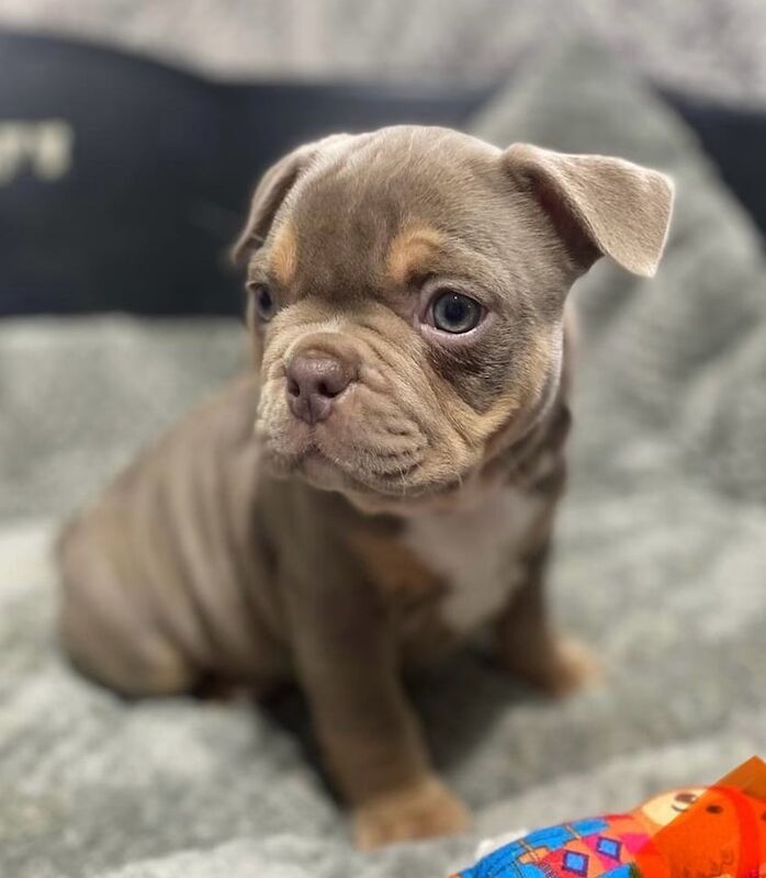 French bulldog X Pocket bully puppies for sale in King's Norton, West Midlands