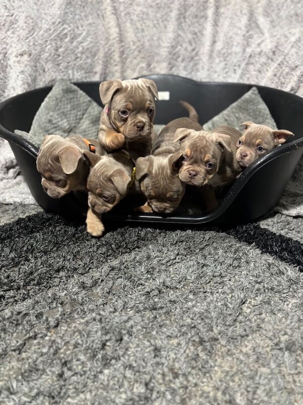 French bulldog X Pocket bully puppies for sale in King's Norton, West Midlands - Image 2