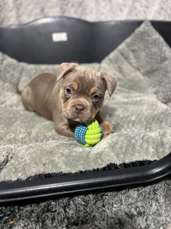 French bulldog X Pocket bully puppies for sale in King's Norton, West Midlands - Image 3