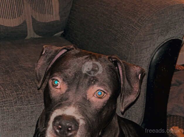 handsome boy needing a new home for sale in Dewsbury, West Yorkshire - Image 1