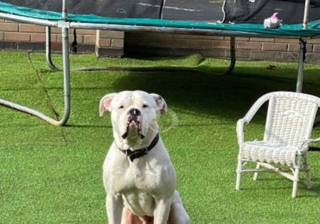 Johnson American bulldog for sale in Grimsby, Lincolnshire