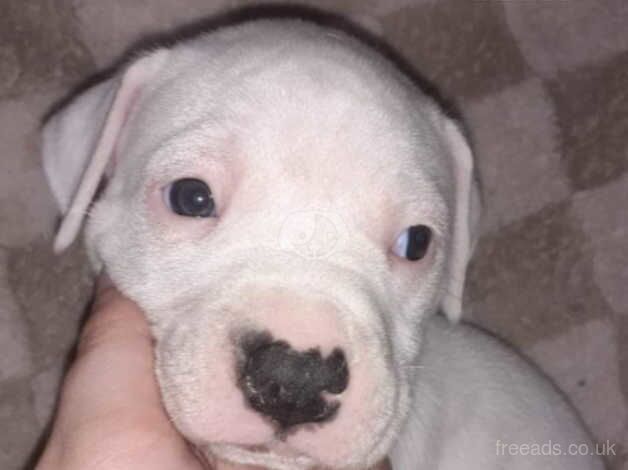 Johnson American Bulldog Puppies for sale in Newcastle Upon Tyne, Tyne and Wear